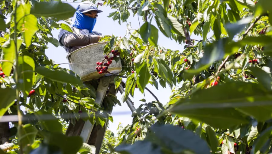 farmworker picking cherries