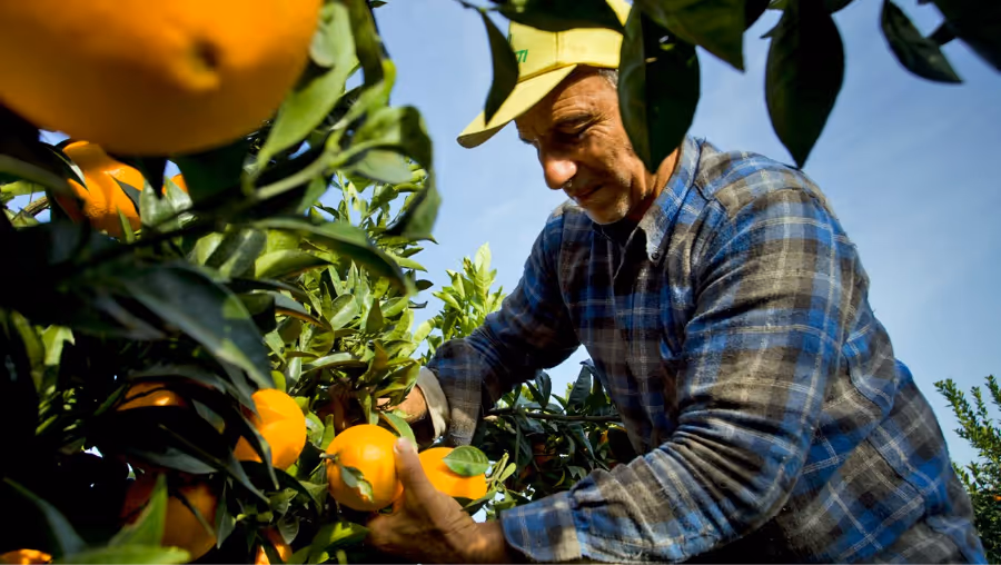 farmworker picking oranges