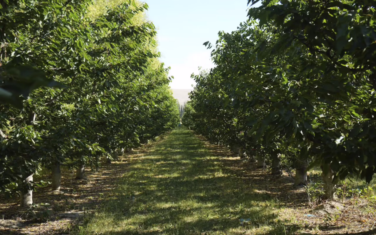 fruit tree orchard
