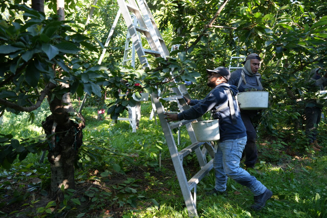 workers in field